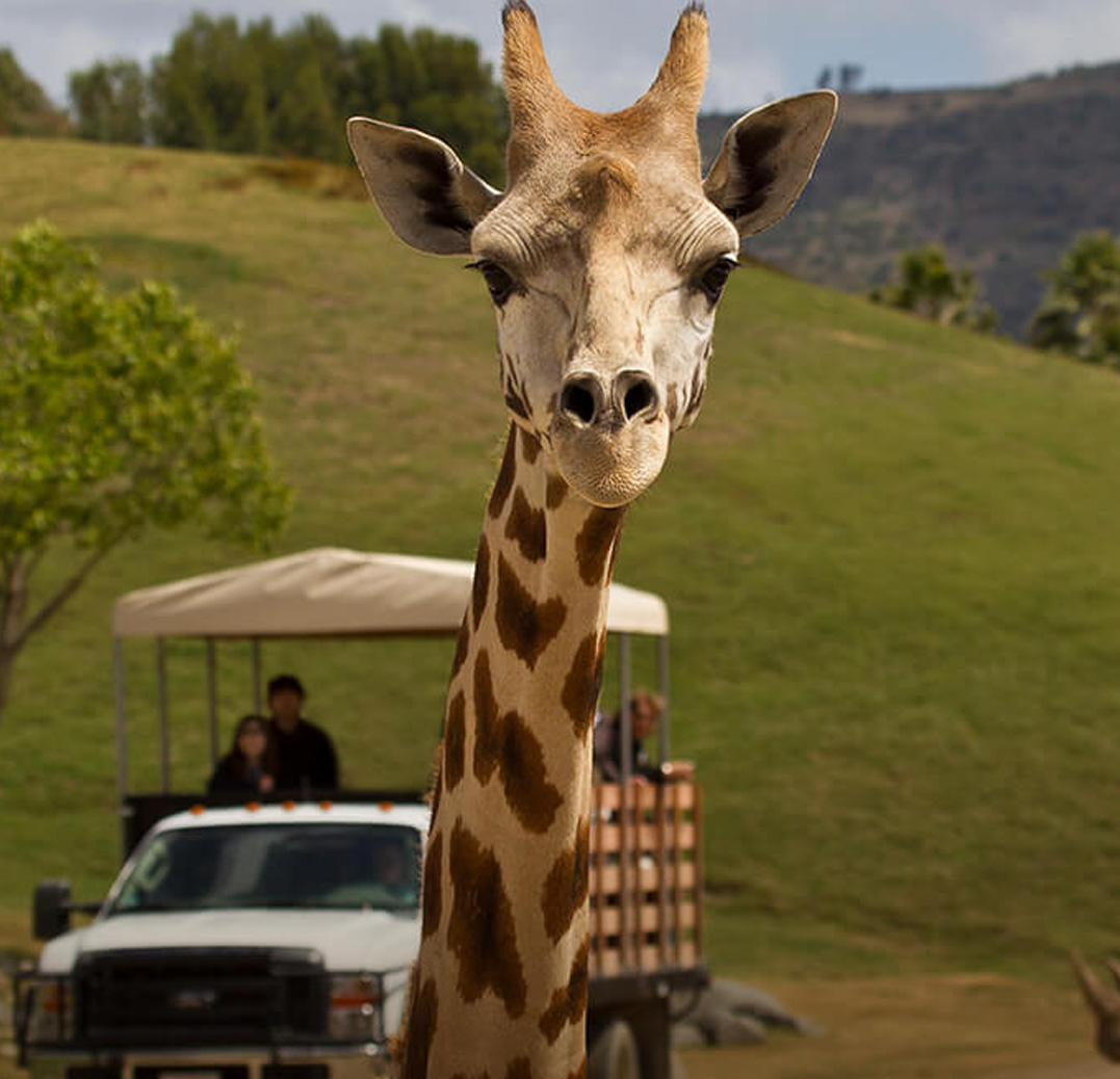 wildanimalpark